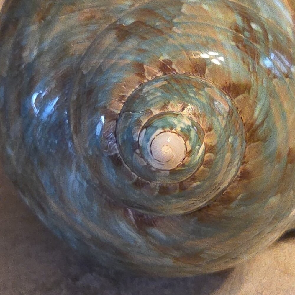 Sea Shell Aqua Blue Turbo Imperilis 4" Seashell Home Beach Decor - Picture 4 of 8
